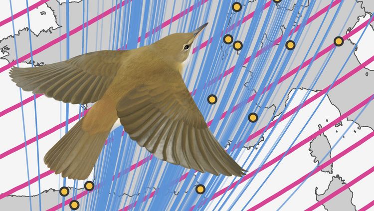   Image of reed warbler over a map of Europe, yellow dots mark the points where rings were found. Blue and pink lines symbolise the magnetic coordinates.