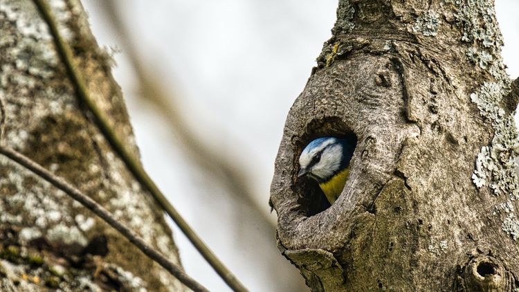 A great tit sits in a knothole.