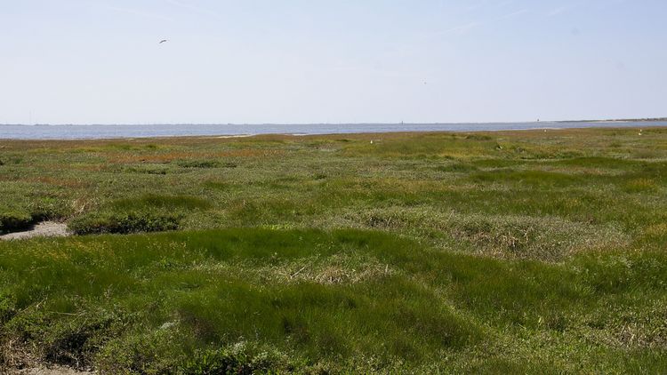 Blick auf eine Salzwiese mit Prielen, dahinter die Nordsee und der Horizont.