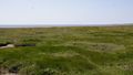 View of a salt marsh with tideways, behind it the North Sea and the horizon.