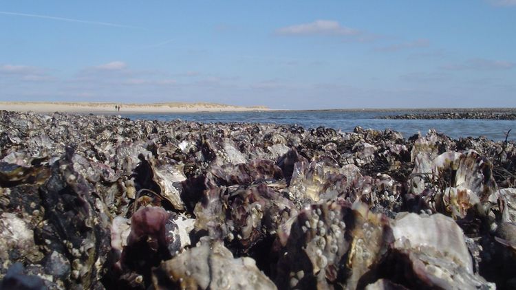 Großaufnahmen von Austern mit Strand im Hintergrund