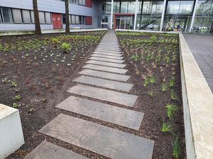 The picture shows a photo of the bed area at building V03. You can see rectangular slabs that form a path across the bed. The freshly planted seedlings can be seen around them.