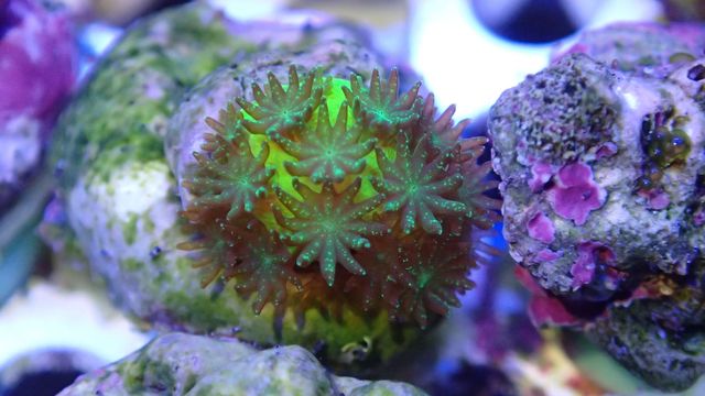 Das Bild zeigt eine Steinkoralle (Acropora millepora). Sie ist grünlich gefärbt. Auf ihrer Oberfläche befinden sich zahlreiche kleine Einzelpolypen, ebenfalls grünlich gefärbt.