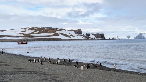 Photo of a bay off Kinge George Island, Antarctica. In the foreground are penguins on a grey pebble beach, in the background are mountains, partly covered with snow. On the water is an inflatable boat with researchers.