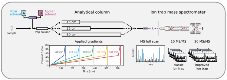 Schematic representation of a proteomics analysis where peptide mixtures are separated by NanoLC using different analytical columns, as well as different linear gradients, before being feed into ion trap mass spectrometers.