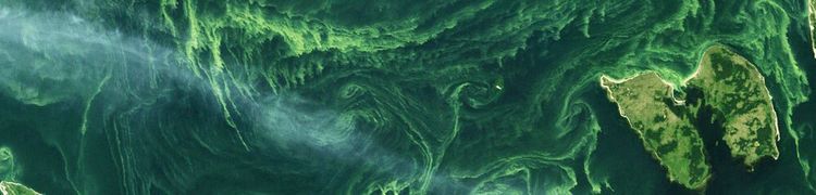 A satellite image of an algae bloom. https://www.flickr.com/photos/mapbox/12108111176/in/photostream/