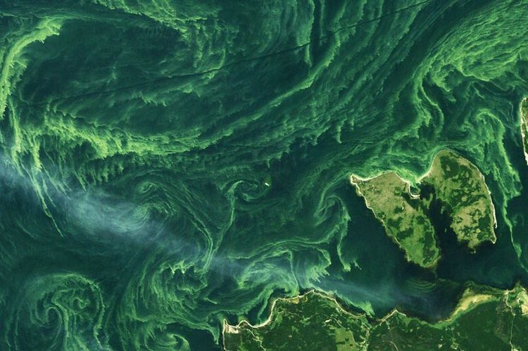 A satellite image of an algae bloom.