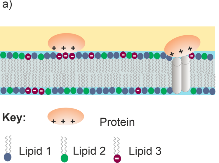 Scheme of lipid double layer