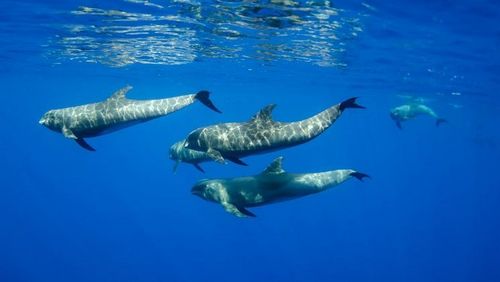     Ökosysteme im Meer sind durch Schadstoffe vom Land gefährdet. Meeressäuger wie diese Breitschnabeldelfine reichern beispielsweise langlebige organische Schadstoffe in ihrem Fettgewebe an. Foto: NOAA on Unsplash (https://unsplash.com/@noaa)