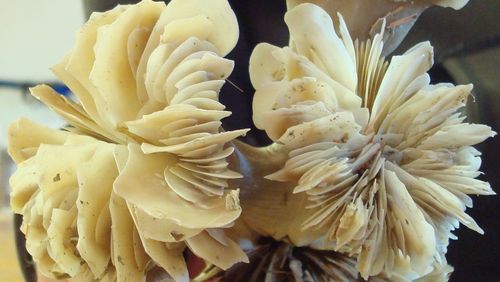 Einige fossile Exemplare der Kaltwasserkoralle Desmophyllum dianthus[Foto: Eleni Anagnostou]
