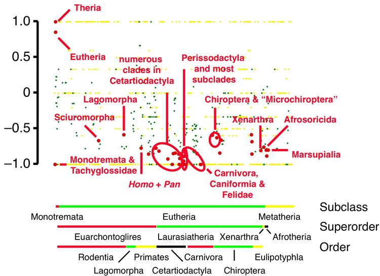 mole Rates excerpt Rates of molecular evolution in mammals