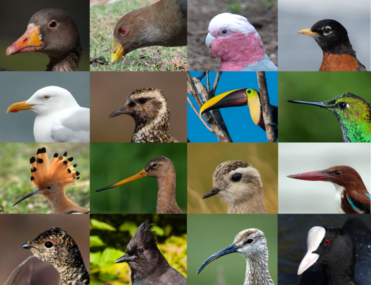 Different bird beaks