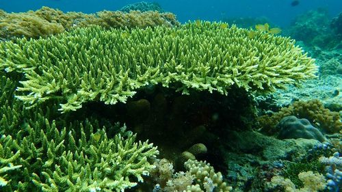 Das Forscherteam untersucht die Auswirkungen der Inhaltsstoffe auf verschiedene Korallenarten, um mögliche Unterschiede festzustellen. Foto: Universität Oldenburg/ Prof. Dr. Peter Schupp
