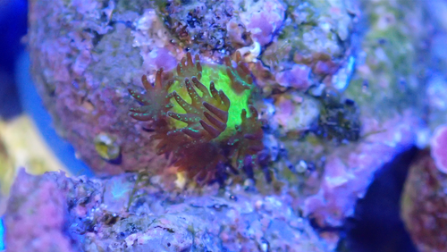 ‘Staghorn coral‘ (Acropora millepora) at the age of a few weeks in a lab aquarium at the Wilhelmshaven site of ICBM [Image: Samuel Nietzer, ICBM].