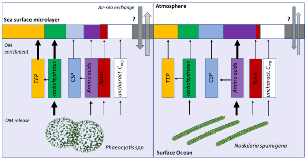 Figure 1: Conceptualized hypotheses on OM enrichment in the SMK depending on key autotrophic functional groups (here Phaeocystis and Nodularia).