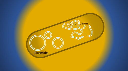 Bakterienzelle mit Plasmiden und Chromosom, schematisch. Plasmide sind kleine genetische Elemente außerhalb von Chromosomen. Sie finden sich häufig in Bakterienzellen und können die Lebensweise der Mikroben beeinflussen [Grafik: S. Riexinger].