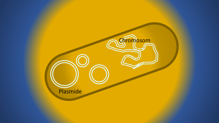 Bakterienzelle mit Plasmiden und Chromosom, schematisch. Plasmide sind kleine genetische Elemente außerhalb von Chromosomen. Sie finden sich häufig in Bakterienzellen und können die Lebensweise der Mikroben beeinflussen [Grafik: S. Riexinger].