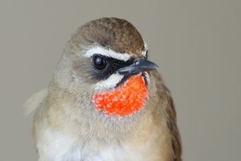 61, bird, M.Barabanov, Rubinkehlchen, Siberian Rubythroat