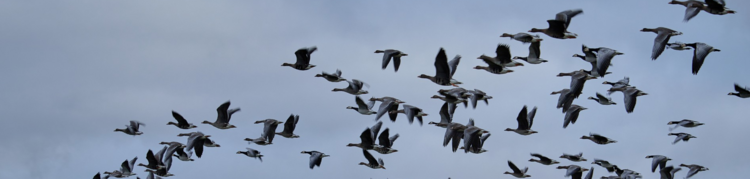 Flying Geese (C.Kohlmeier)