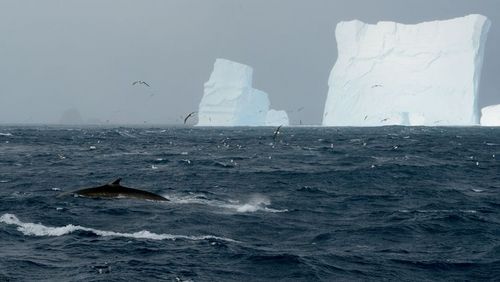 Erstmals haben Forschende und Filmschaffende seit Beginn des Walfangverbots wieder größere Ansammlungen von Südlichen Finnwalen in der Antarktis beobachtet. Foto: Dan Beecham