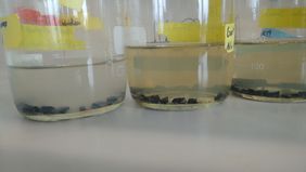 The figure shows asphalt pieces in artificial seawater. White microbial mats colonized on the asphalt within just a few days and the water became turbid. This was not observed in a control setup, where microbial activity was suppressed. Photo: MARUM – Center for Marine Environmental Sciences, University of Bremen; J. Brünjes
