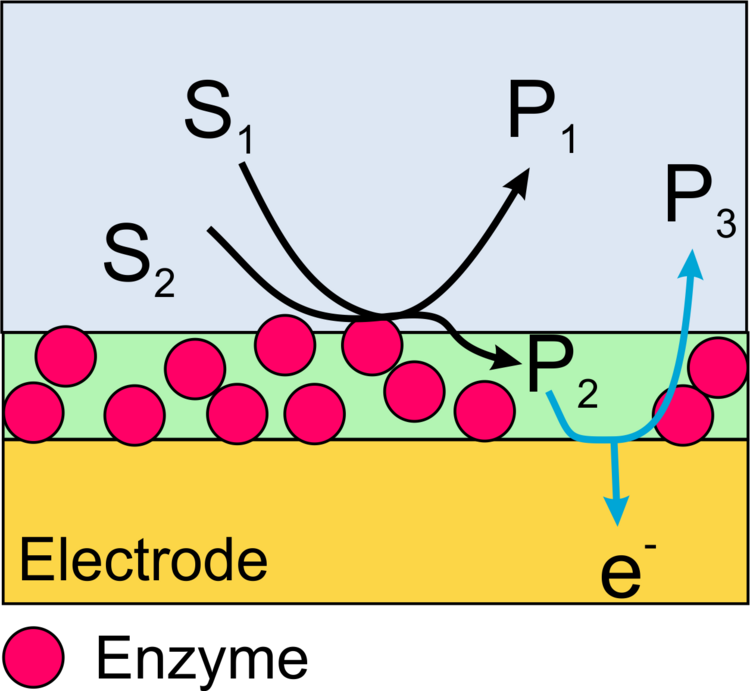 Scheme enzyme electrode