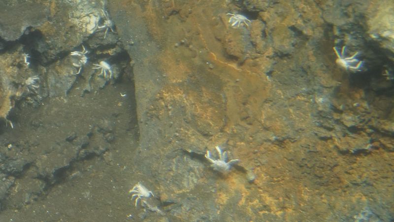 Die weißen Tiefseekrebse der Art Munidopsis alvisca sind an hydrothermalen Quellen weit verbreitet. Foto: Thorsten Brinkhoff