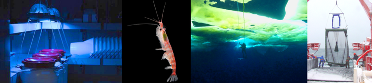 Biodiversity and Biological Processes in Polar Oceans