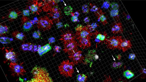 Die Aufnahme des konfokalen Laser-Scanning-Mikroskops zeigt Algenzellen (blau und rot angefärbt), die von Bakterienzellen (grün) besiedelt werden. Bild: Universität Oldenburg/BGP, lizensiert unter CC BY 4.0 (creativecommons.org/licenses/by/4.0/)