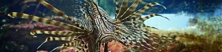Lionfish (Pixabay:Schwoaze)