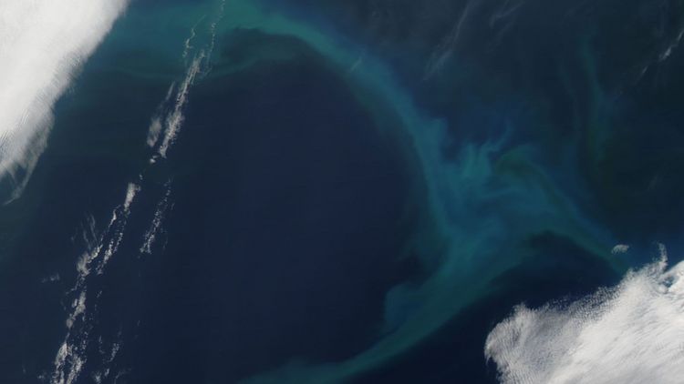 Phytoplankton bloom in the North Pcific Ocean, imaged by the MODIS Aqua Satellite [Photo: LANCE/EOSDIS Rapid Response Team NASA].
