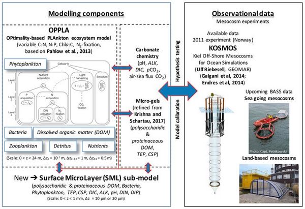 Figure 2: Sketch of model components and experimental data anticipated for model calibration.