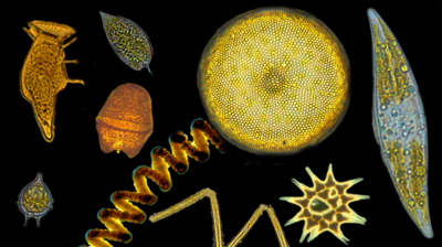 The figure illustrates the wide variety of phytoplankton cell shapes (Photos: Olenina, Roselli; Graphics: Riexinger)