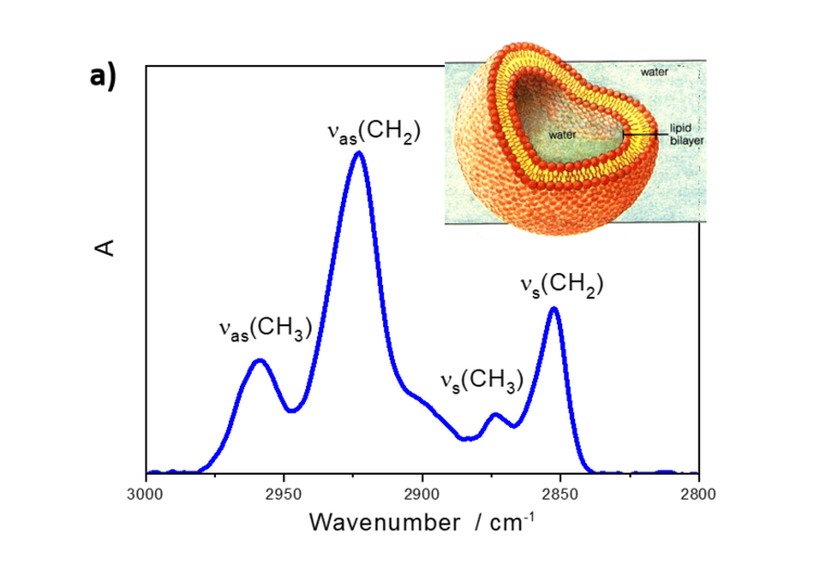 Example data for IR spectrum of vesicles
