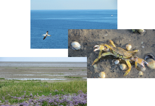 Küste - Wattenmeer - blauer Ozean