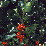 Ilex