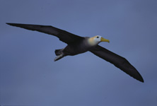 Waved Albatross