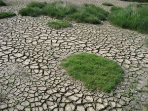 Bild: Queller in Trockenrissen