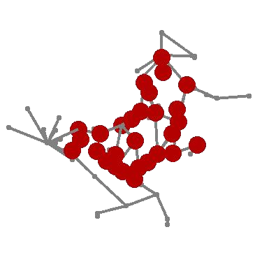 Growth Simulation of Hydractinia echinata