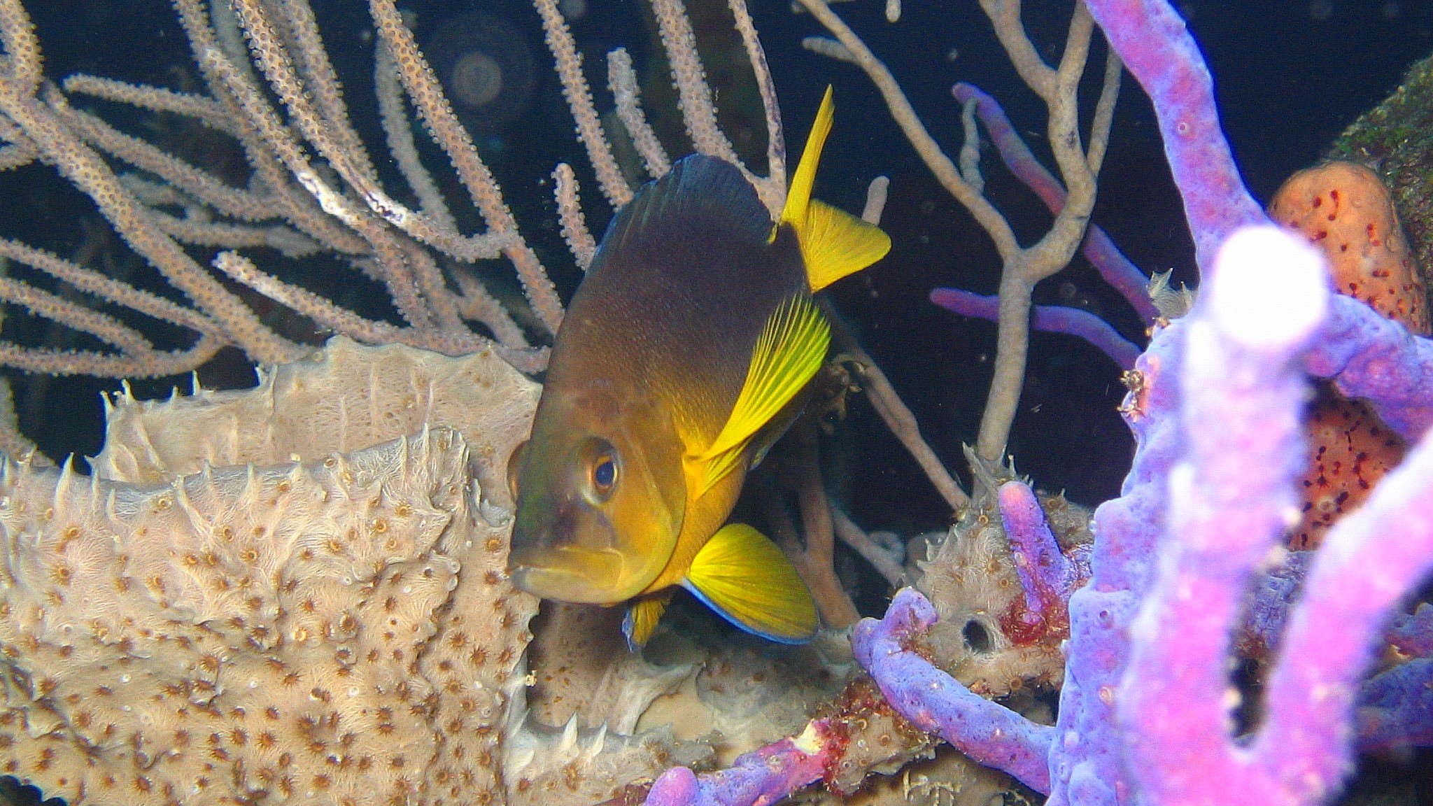 A yellowbelly hamlet (Hypoplectrus aberrans) from Barbados [Photograph by O. Puebla, ZMT].