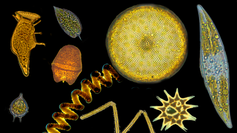 Phytoplankton, a huge variety of forms [Images: Irina Olenina (Environmental Protection Agency & Marine Research Institute of the Klaipeda University, Klaipėda, Lithuania), Leonilde Roselli (Agency for the Environmental Prevention and Protection (ARPA Puglia), Lecce, Italy); Graphics: sri]