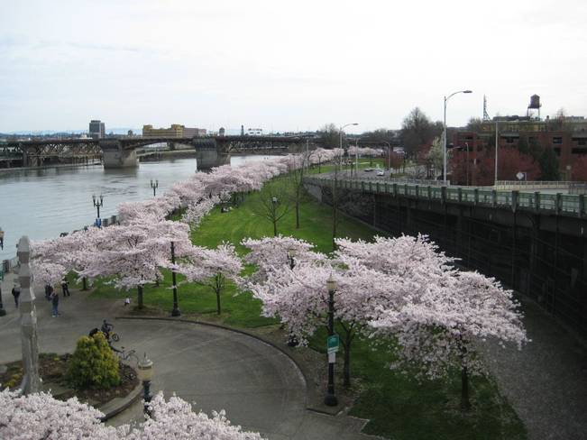 Portland is a very lively city with stretches along the Willamet river 