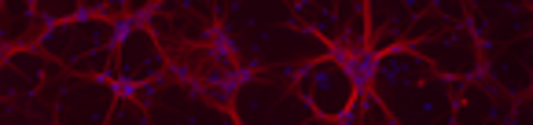 Moleculaire en cellulaire neurobiologie