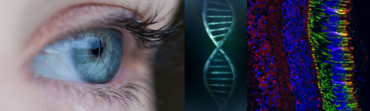 Human Genetics