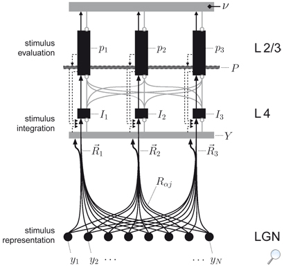 cortical column preview