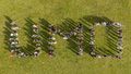 The picture is an aerial view and shows how the students form the lettering "UMO".