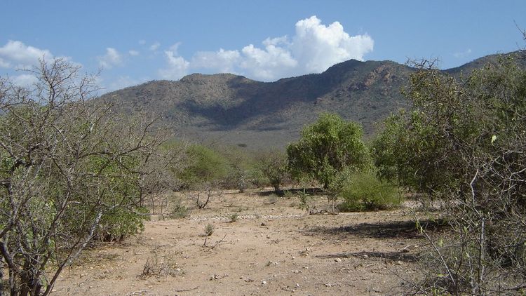 Photo of a landscape in Tanzania. In the background, mountain ridges can be seen against a blue sky. In the foreground are trees, partly without leaves, on dry, sandy ground.
