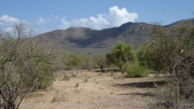 Foto einer Landschaft in Tansania. Im Hintergrund sind vor blauem Himmel Bergrücken zu sehen. Im Vordergrund sind Bäume, teilweise unbelaubt, auf trockenem, sandigen Boden zu sehen.