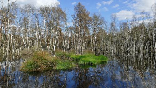 Foto des Altwarmbüchener Moors bei Hannover. Im Vordergrund ist Wasser zu sehen, in der Mitte eine grün bewachsene Insel. Im Hintergrund sind kahle Bäume, beispielsweise Birken.