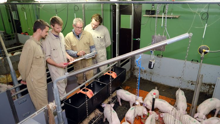 The four researchers are wearing special work suits, standing in front of a pen of piglets and looking at a clipboard together.
